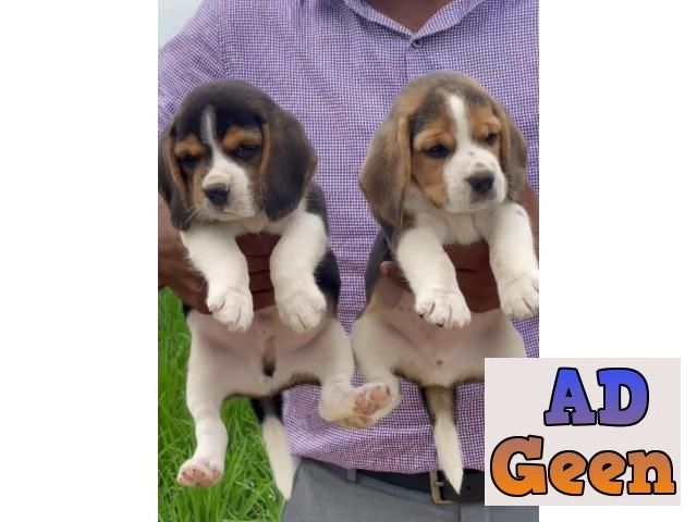 used Show Quality Begal Pupies Avalible for sale 